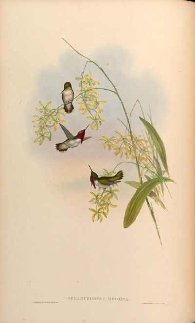 Selasphorus heloisa = Atthis heloisae door John Gould